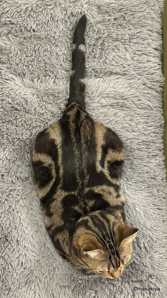 鳴かないネコの画像