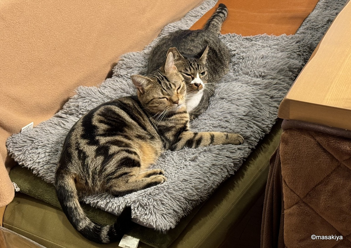 写真のパクリの画像