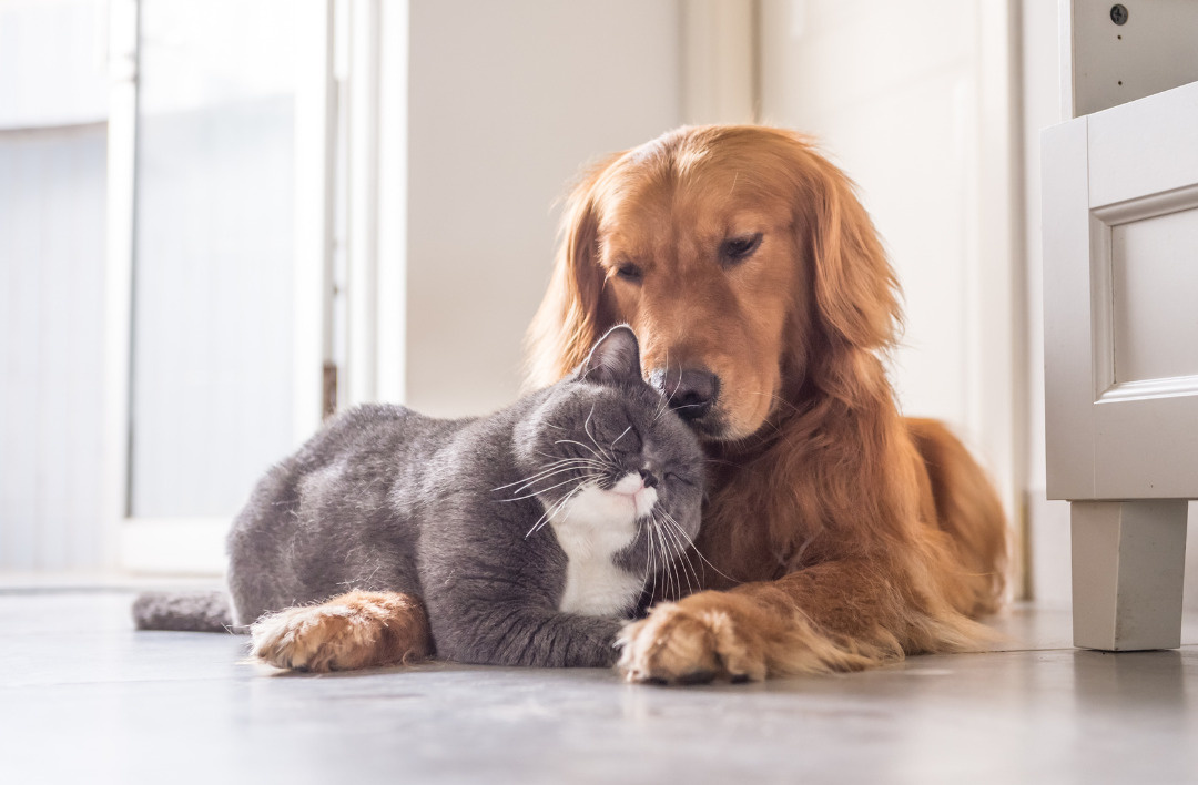 「賃貸物件でペットを飼う際の注意点とコツ」の画像
