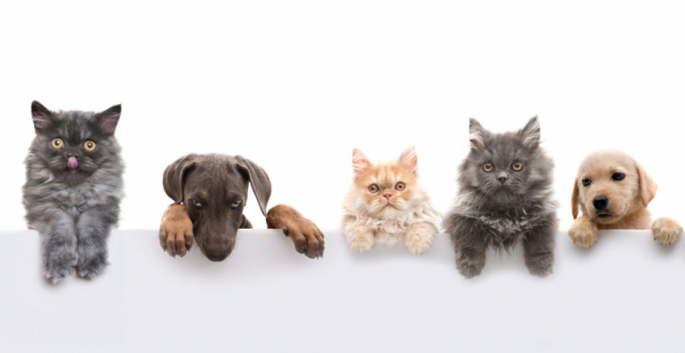「賃貸物件でペットを飼う際の主な費用と費用削減方法」の画像