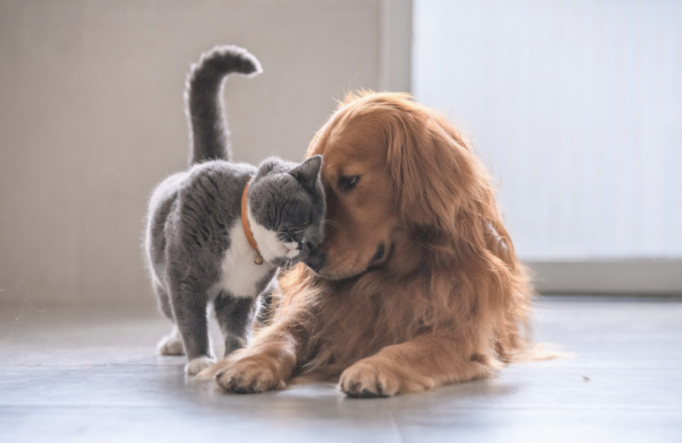 「賃貸物件とペット飼育者のためのペットのトレーニングガイド」の画像