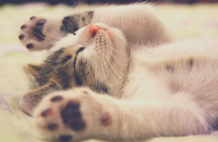 「ペット可の賃貸物件を探す猫好きのための愛猫用グッズ」の画像