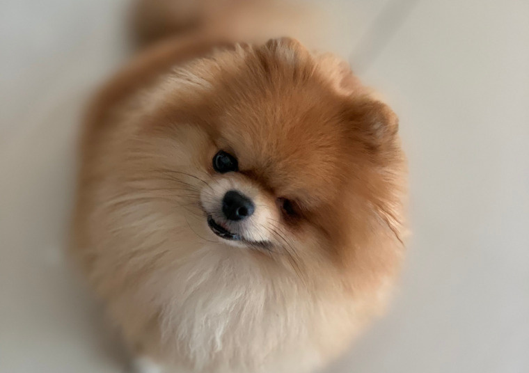 「愛犬の健康に役立つ野菜：おすすめの食材とその効果」の画像