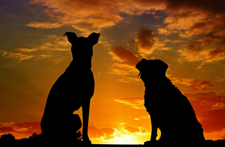 「愛犬と一緒に快適な生活を！ペット可賃貸物件での過ごしやすい環境」の画像