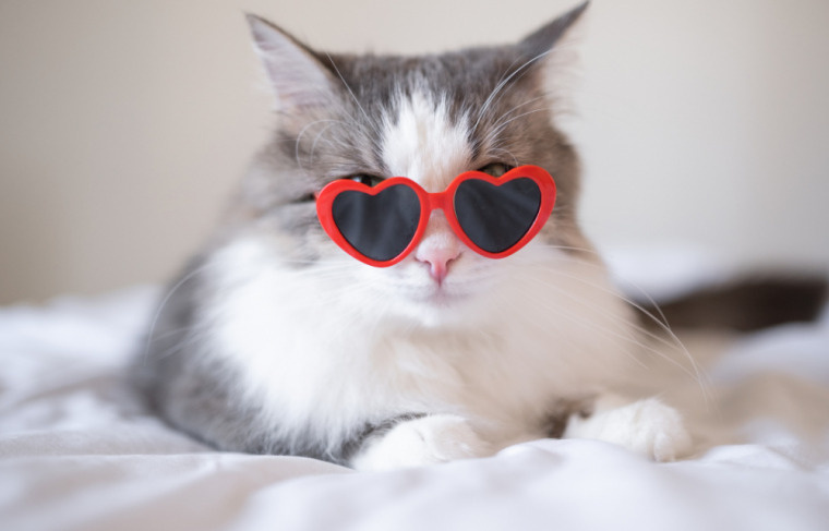 「愛猫と快適に過ごすための賃貸物件選びのポイント」の画像