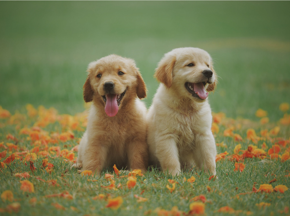 「ワンワン仲間に贈る特別な犬用ギフト: ペット可賃貸物件のお探し中のあなたへ」の画像