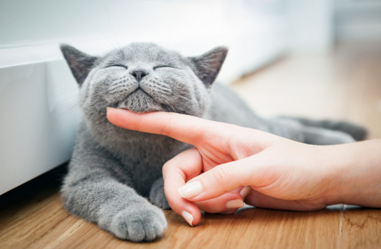 「猫友に贈る喜ばれる猫用ギフト10選」の画像
