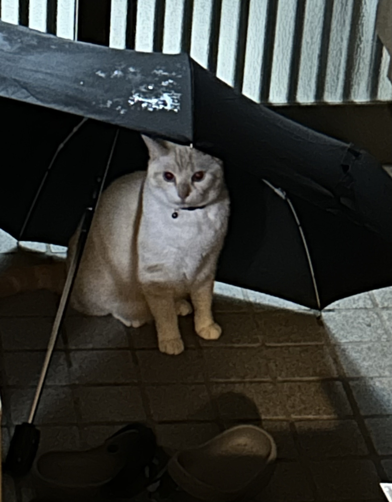 雨の日の楽しみ方の画像