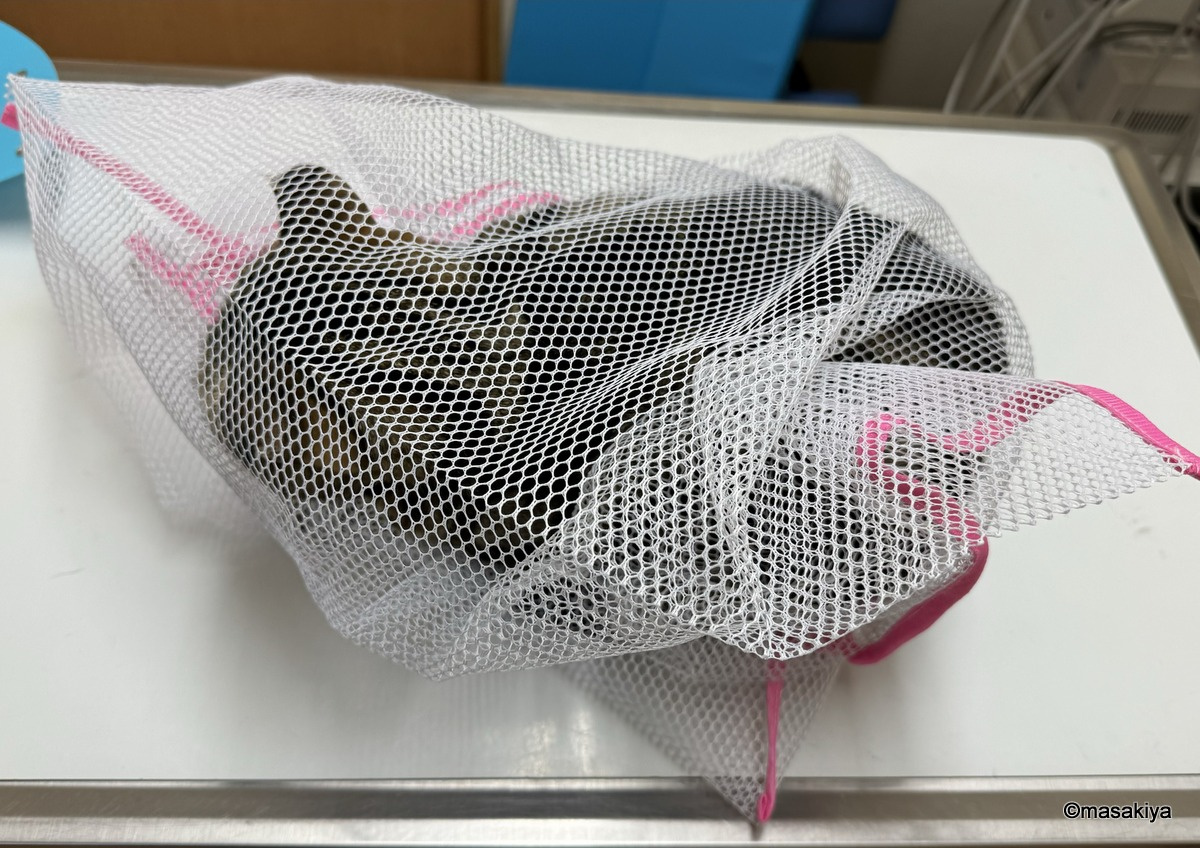 ネコの病院の画像