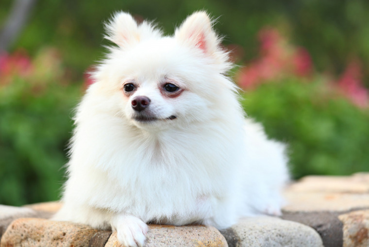  「愛犬と快適な生活を！ペット可賃貸物件に住むためのおすすめグッズ5選」の画像