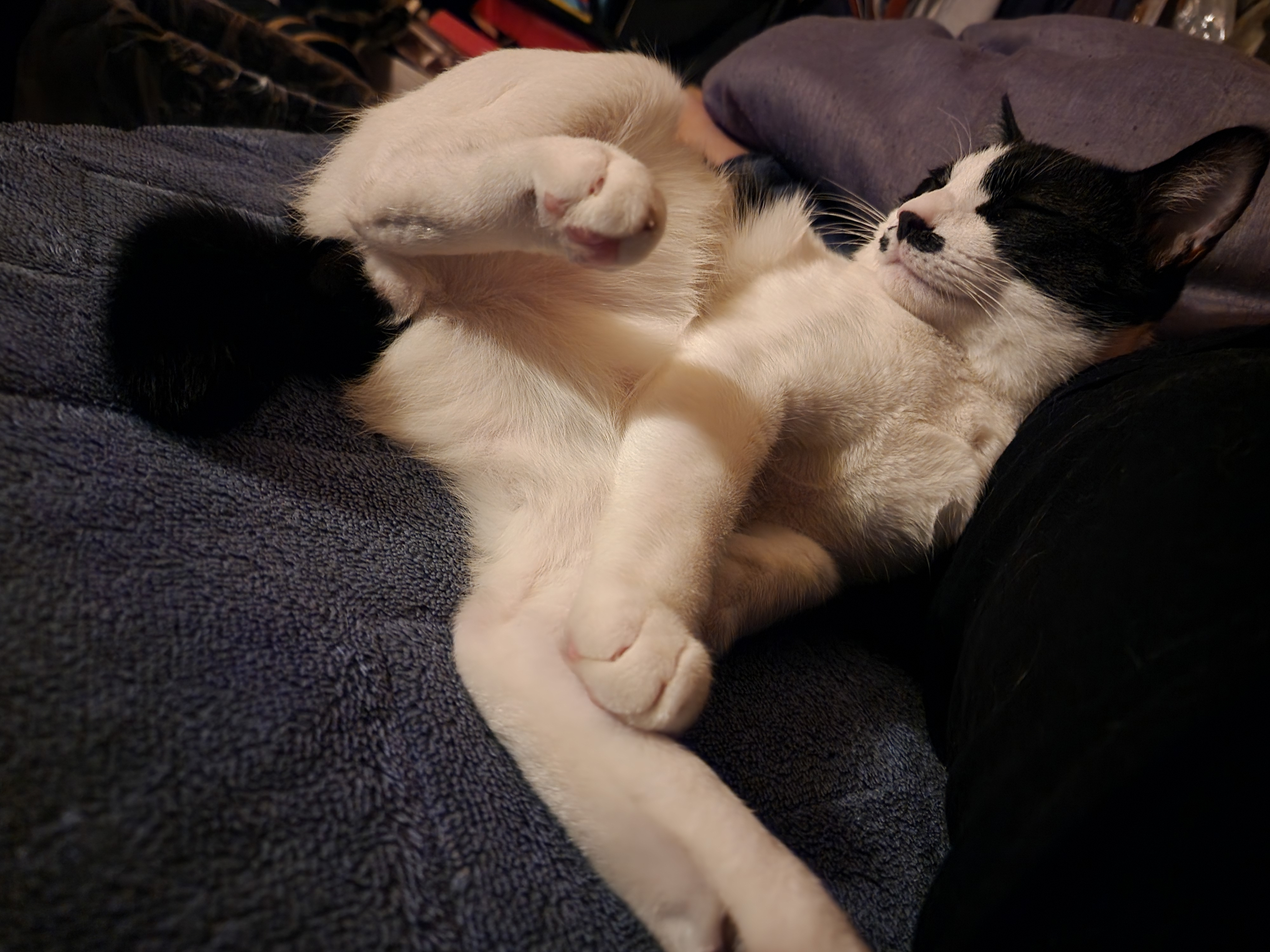 去勢手術の画像