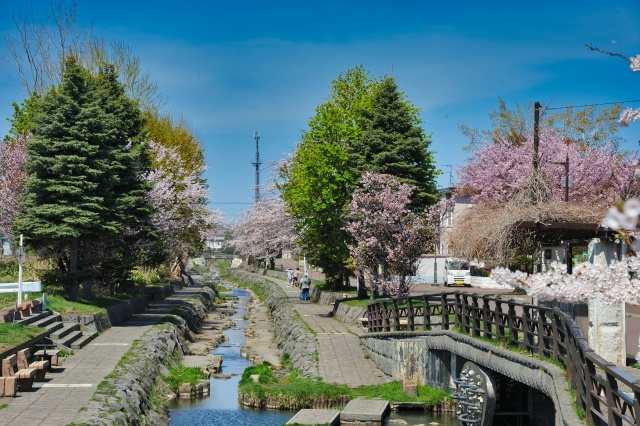 「さつなえのもり」の概要について