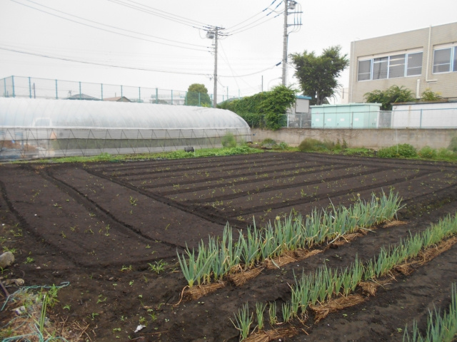 【コラム】生産緑地とは？指定解除の方法や売却時の注意点を解説の画像