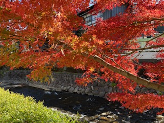 滑り込み紅葉の画像
