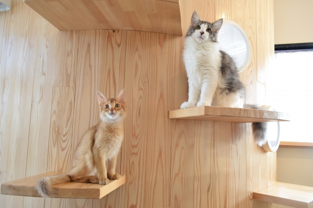 猫が脱走しやすい場所とは