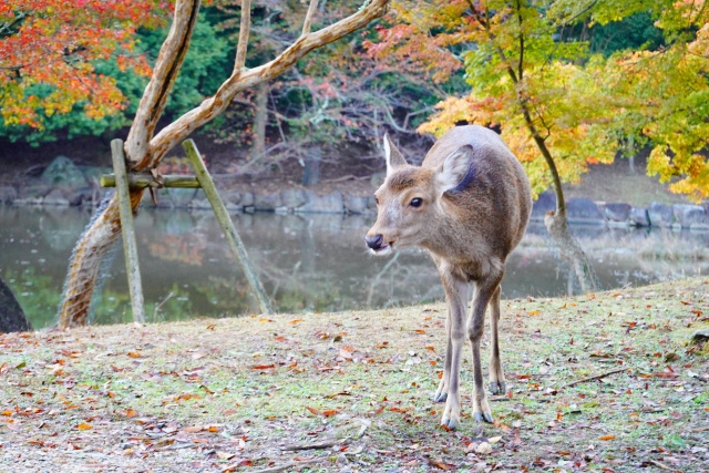 4.冬の朝の風物詩「冬の鹿寄せ」