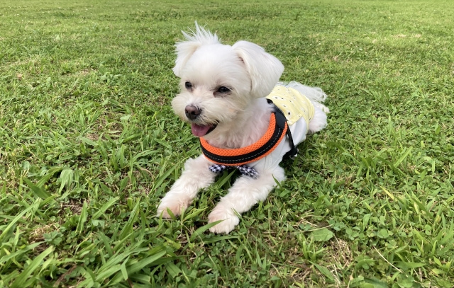 一戸建てでペットを飼う際のにおいの原因や対策法を解説！