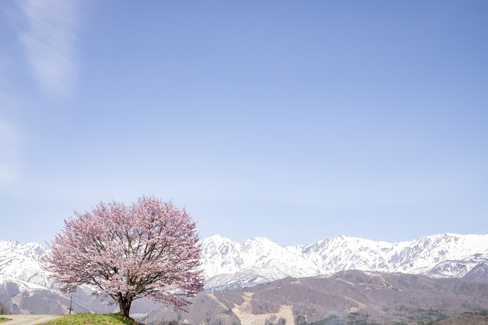 【年末年始休業のお知らせ】の画像