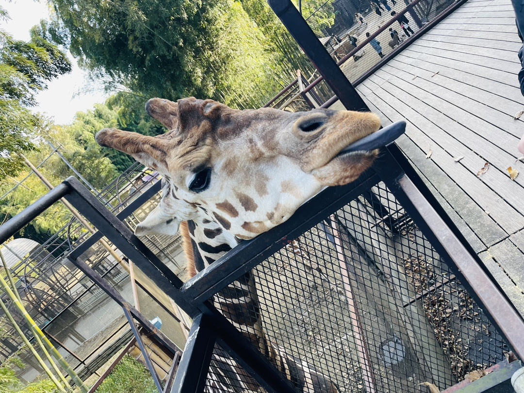 どうぶつえん②～④の画像