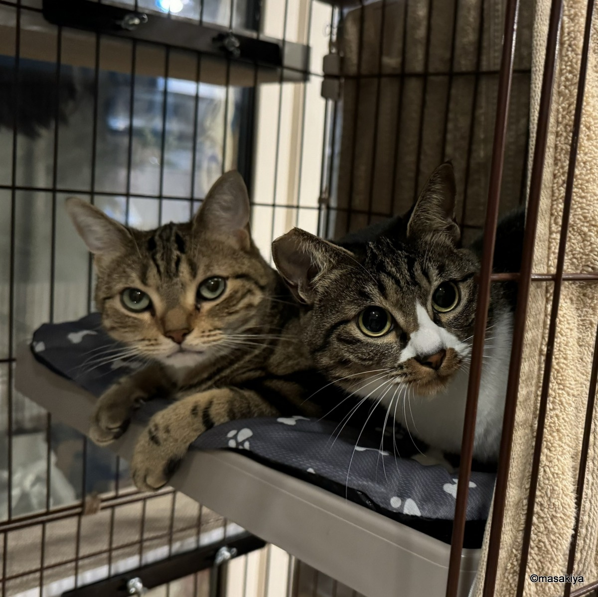 性格の違いの画像