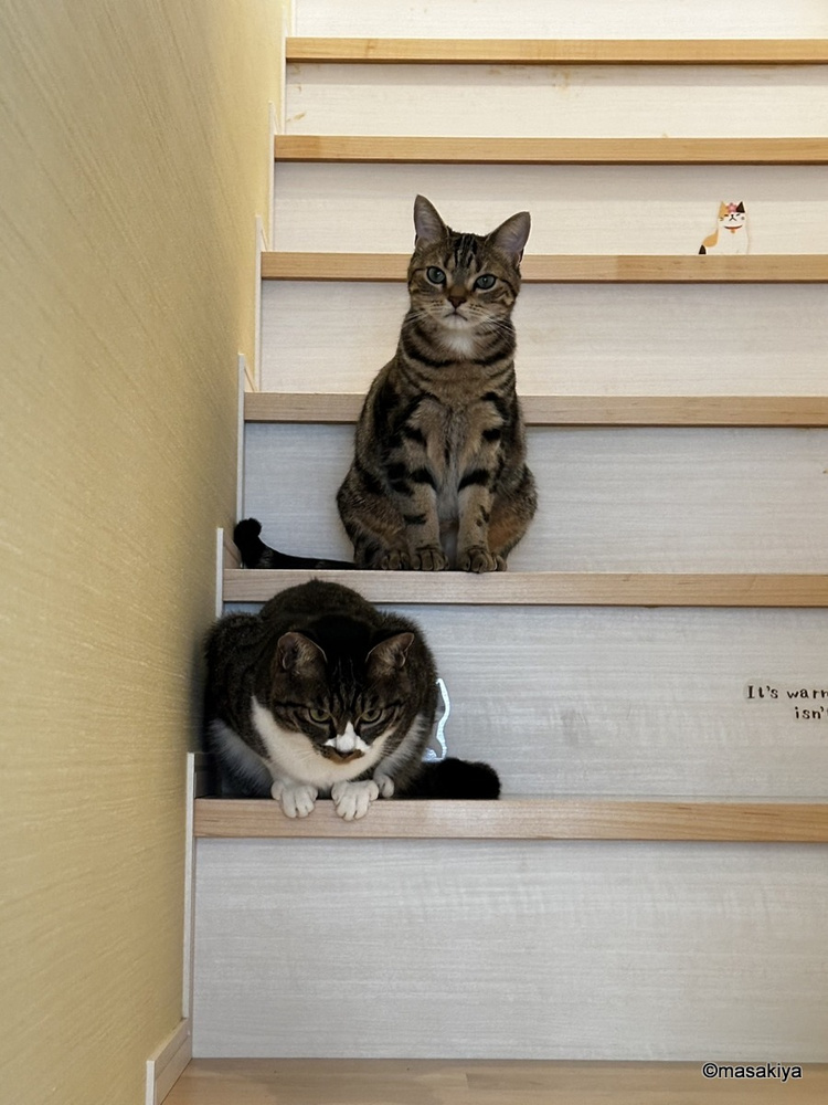 明けましておめでとうございます。の画像