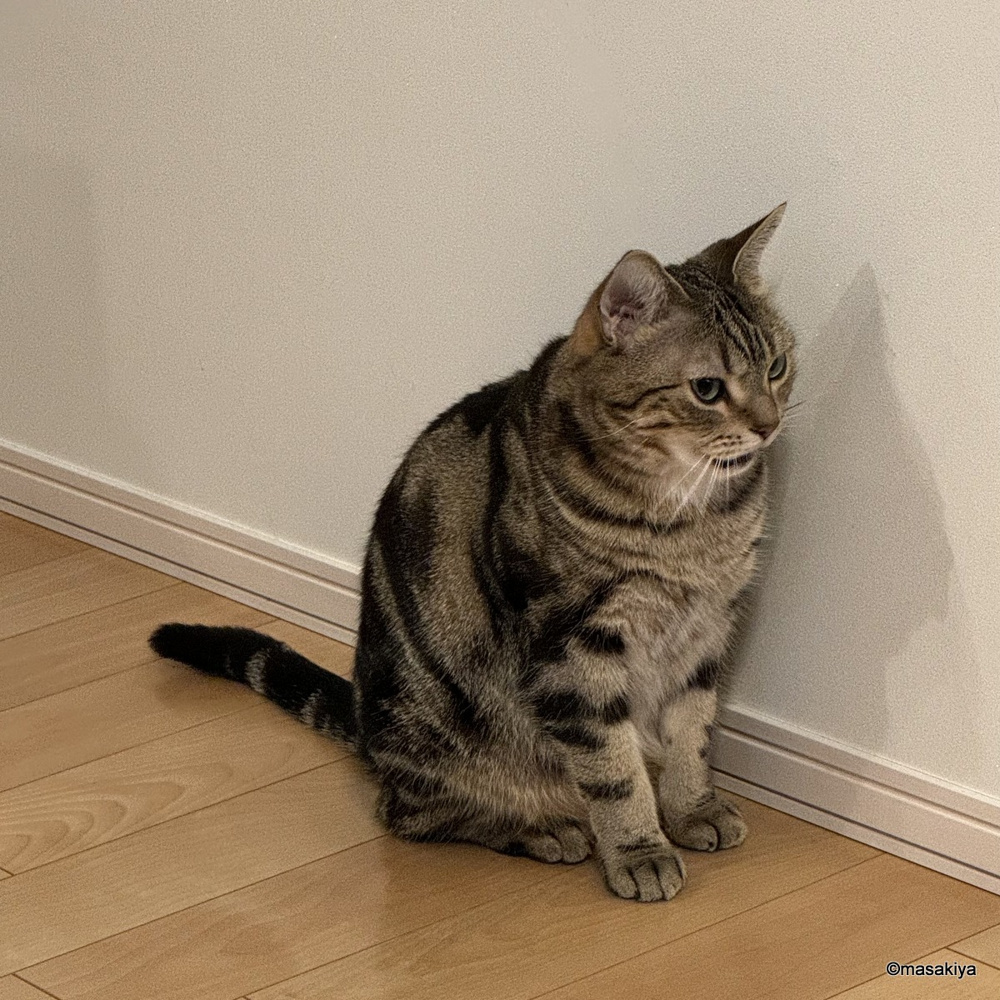 明日から営業いたします。の画像