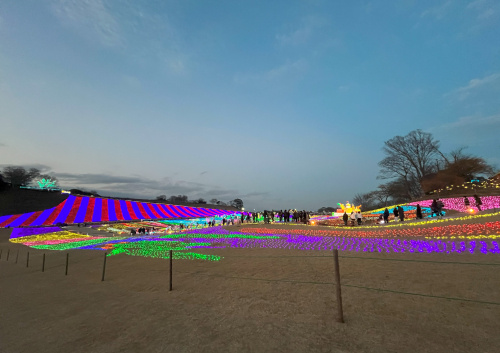 イルミネーションに感動☆彡の画像