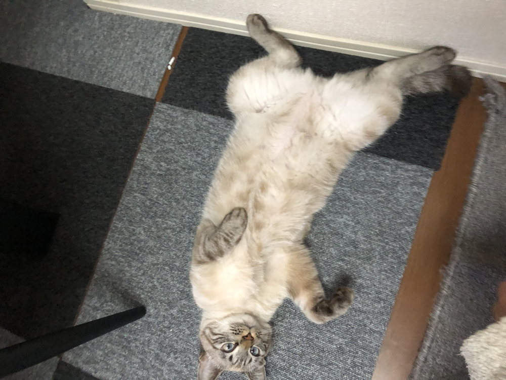 新年、明けましておめでとうございニャスの画像