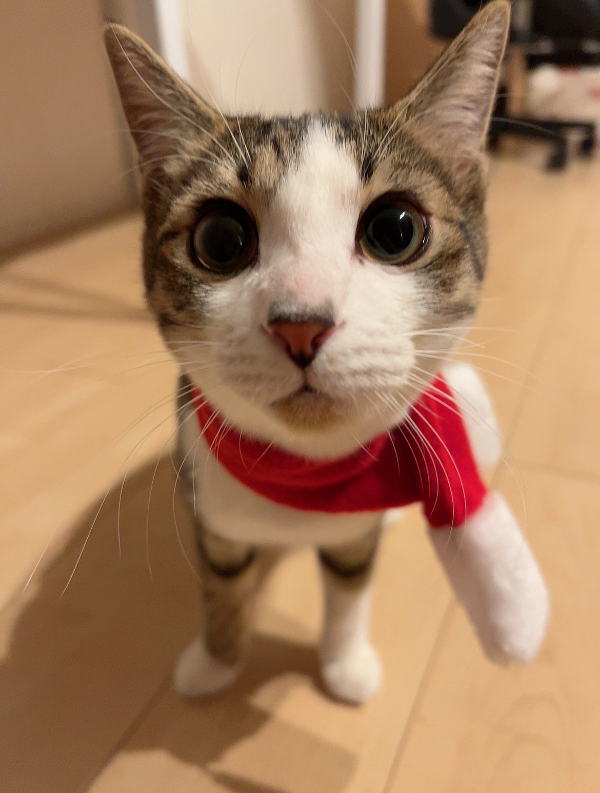 今年もよろしくお願いします☆の画像