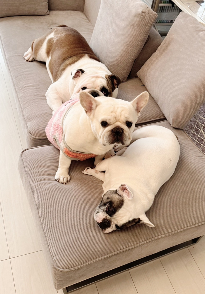 ブルと暮らす、幸せな中学生の画像