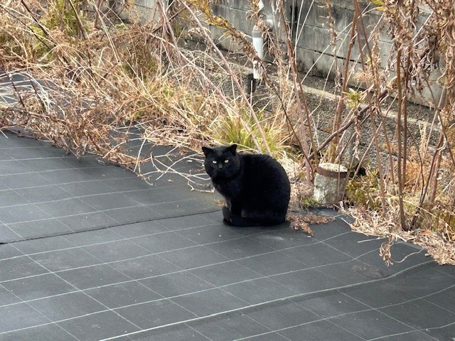 【あま市不動産売却】招き猫？の画像