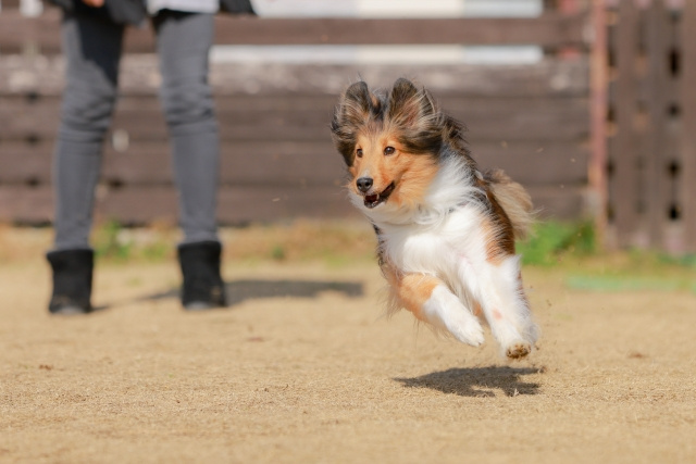 【2025年版】庭にドッグランをDIY！フェンスの高さや舗装材の選び方も解説の画像