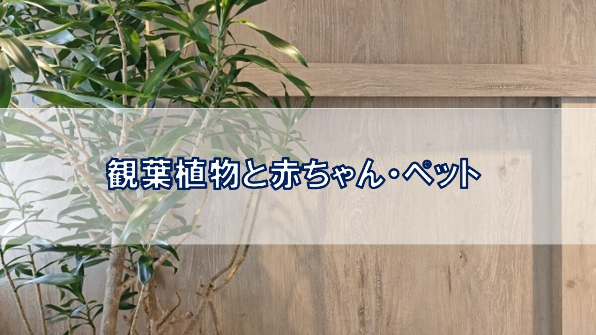観葉植物と赤ちゃん・ペット【高崎不動産情報ライブラリー】の画像