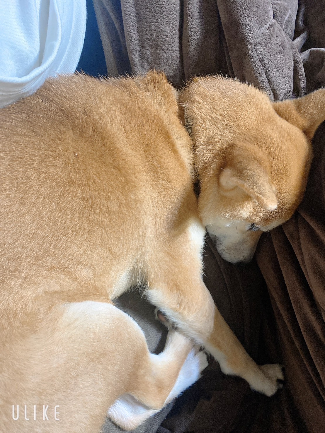 家の犬のお話し！！の画像