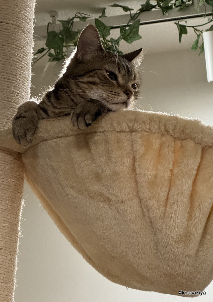 転んで2週間後の画像