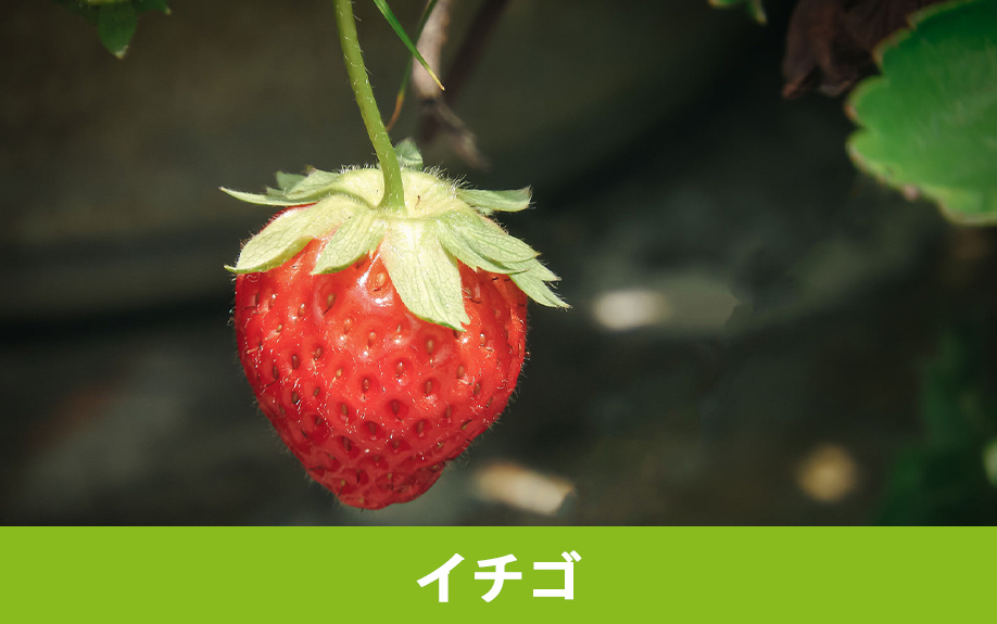 伊豆の国市の大富農園で果物狩り①イチゴ