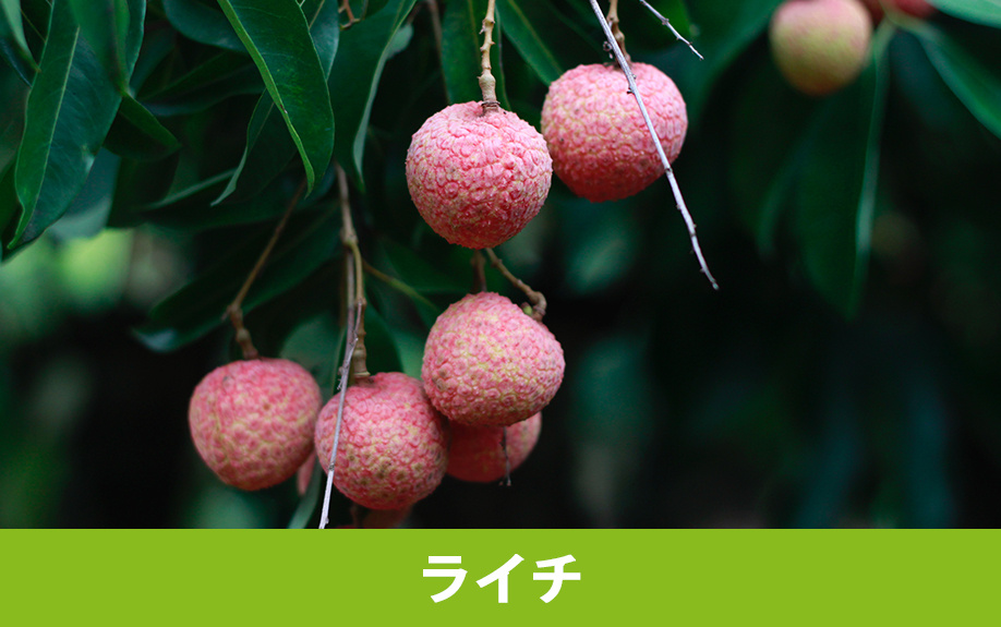 伊豆の国市の大富農園で果物狩り②ライチ