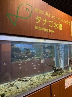 エイの画像