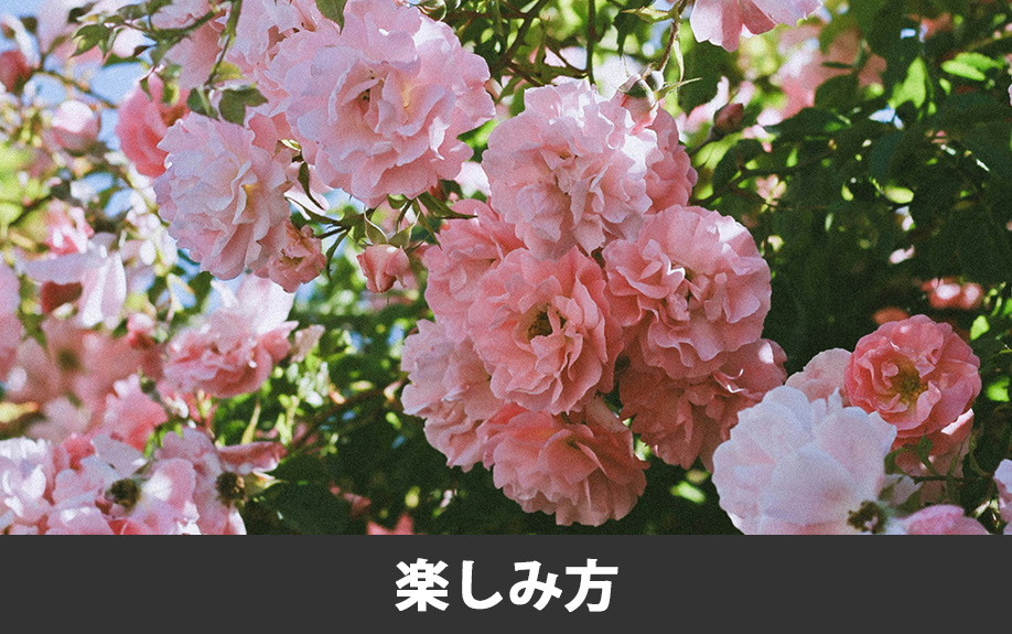 合志市にある「熊本県農業公園カントリーパーク」の楽しみ方について