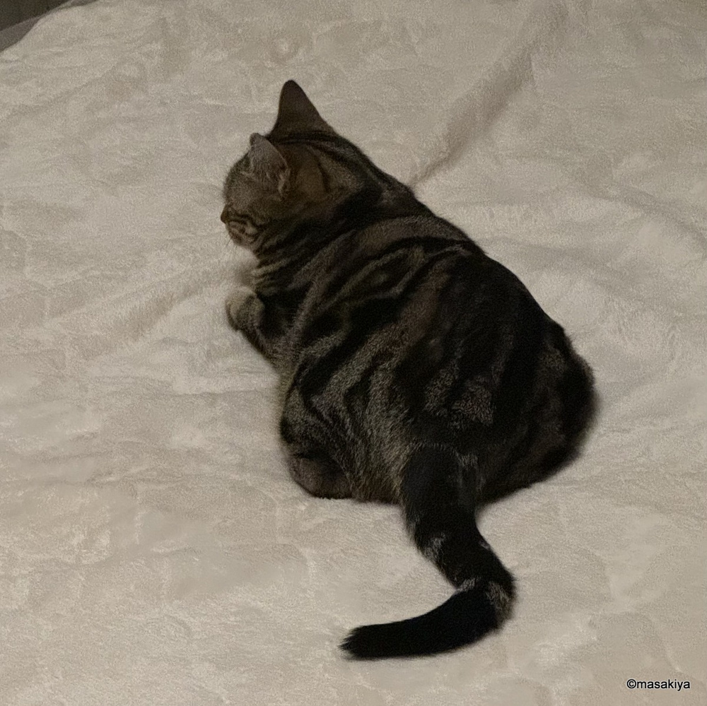 大雪後あるあるの画像
