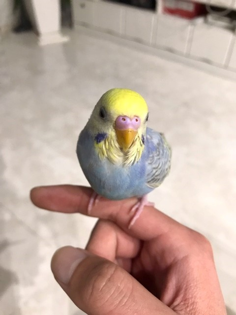 ピーちゃん！！の画像
