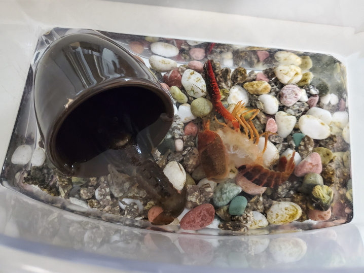 ２月１３日：ザリガニの脱皮の画像