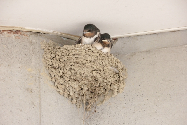 鳥のフンの対策方法