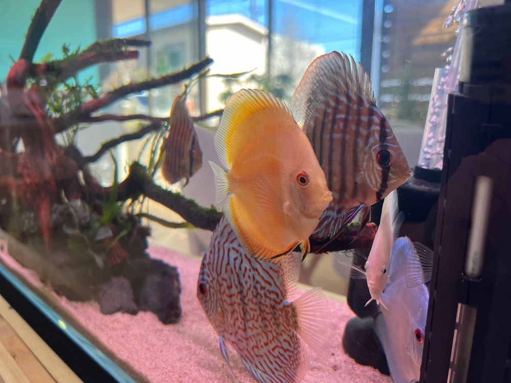 店舗に新しい仲間が増えましたの画像