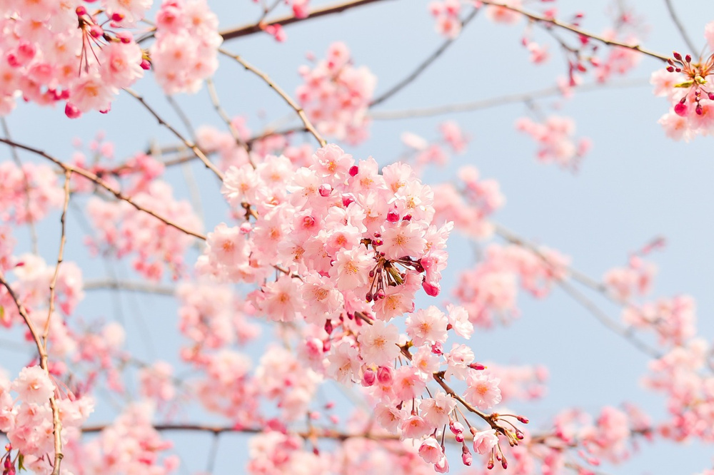 香川県の絶景お花見スポット「湊川河津桜ロード」と「鹿の井出水」をご紹介！の画像