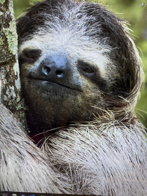 似ている動物の画像