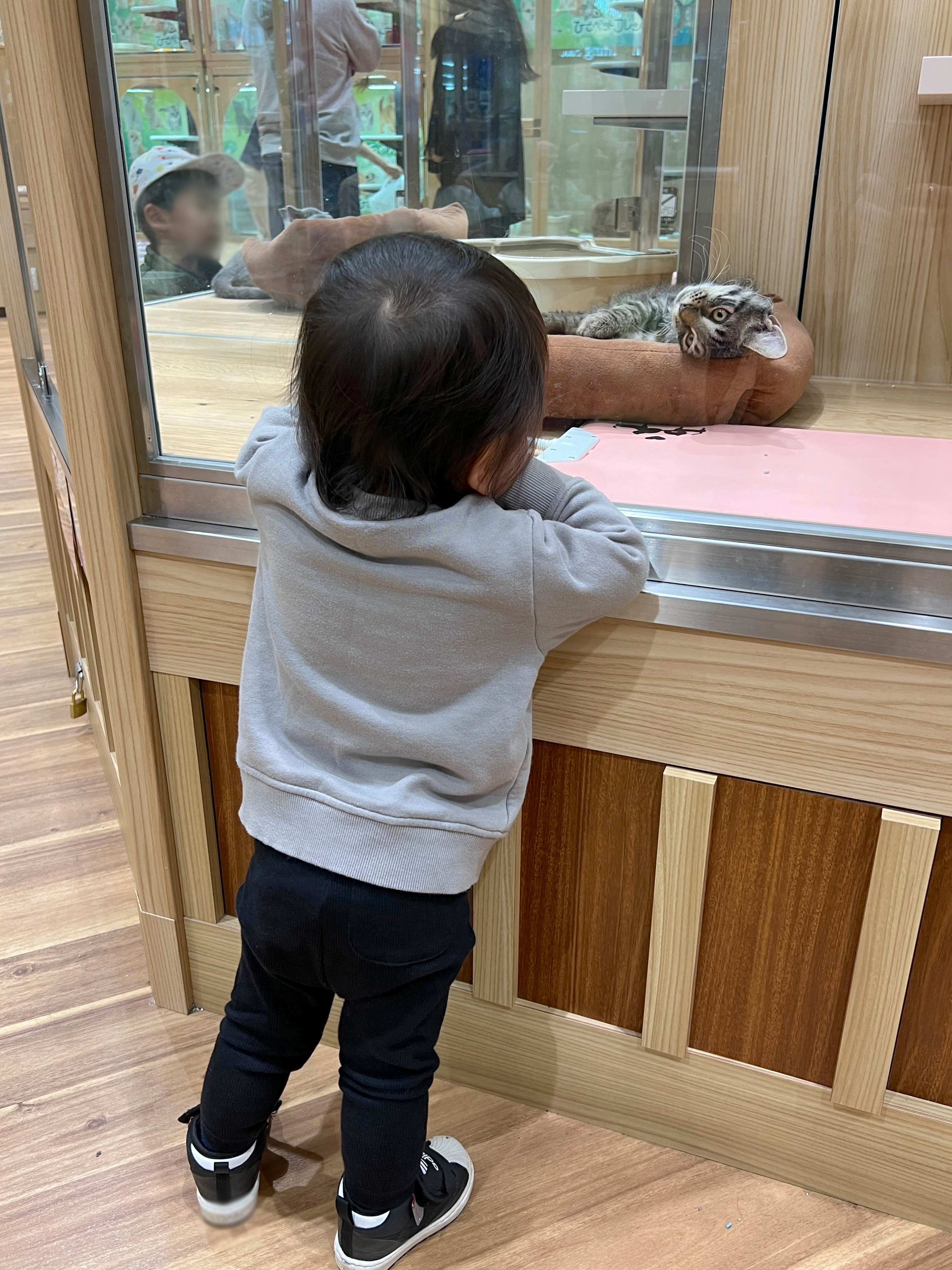 ペットが欲しいの画像