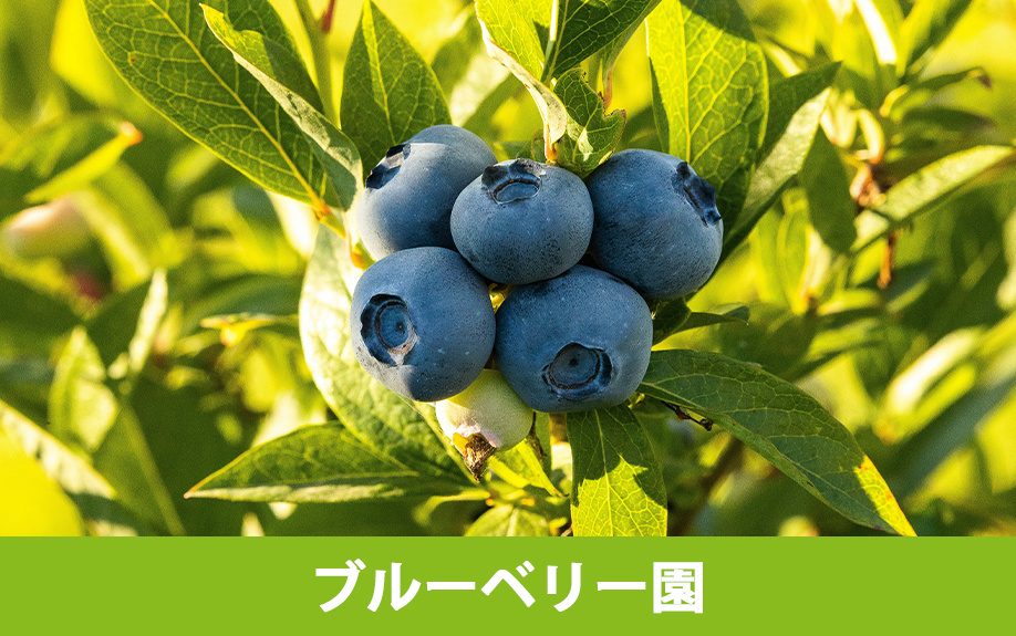 長野原町にある竹内ゴルフ・テニスコートの魅力③ブルーベリー園