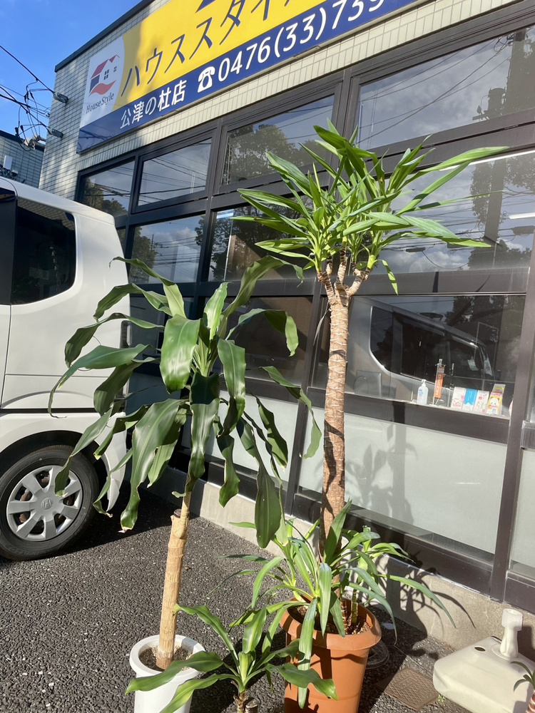 観葉植物の画像