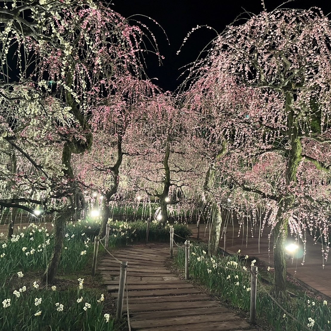 しだれ梅の画像